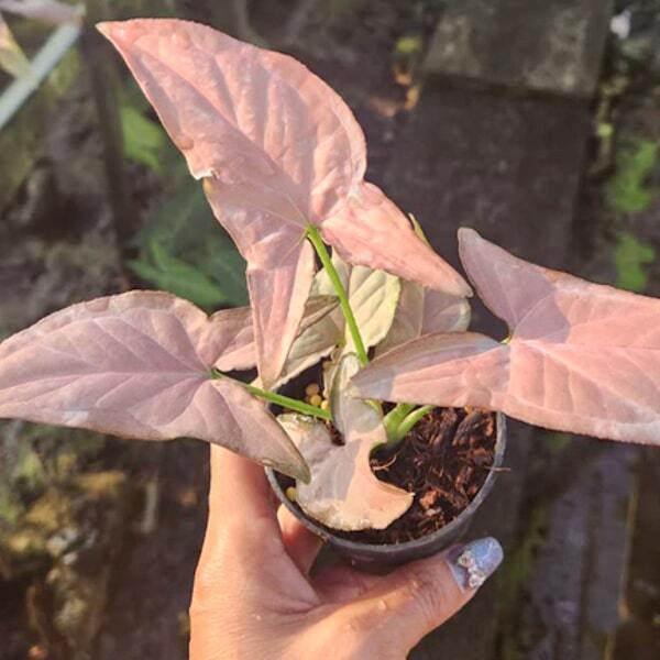 Syngonium 01-OM CHOMPHU NARROW LEAF