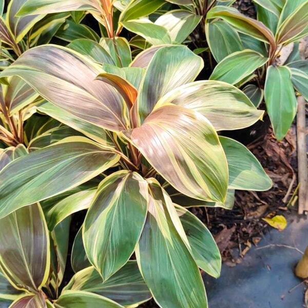 Cordyline MISS ANDRESS