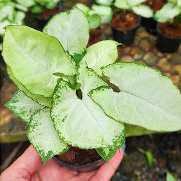 Syngonium 03-OM NGERN OM THONG