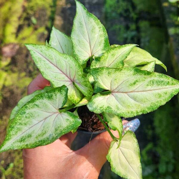 Syngonium 05-OM MANEE DANG