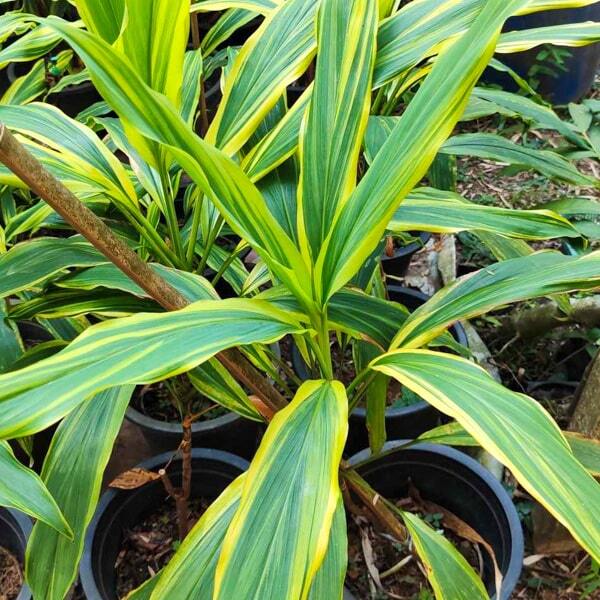 Cordyline AUSSIE DREAM