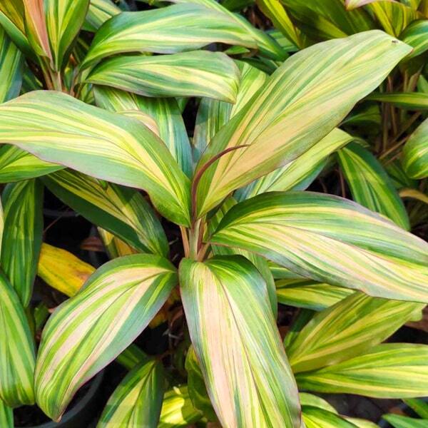 Cordyline PHET SAI THONG KHAMÐGOLDEN DIAMOND