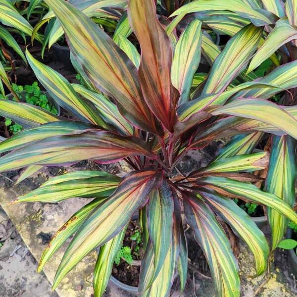 Cordyline LAI SUEA Ð TIGER