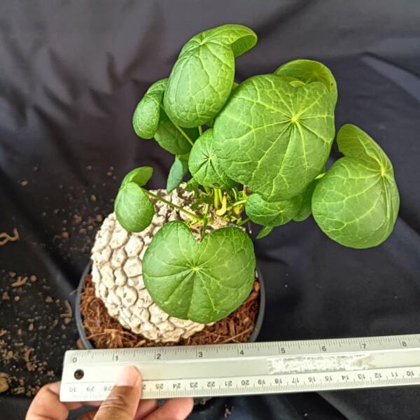 Stephania SUBEROSA size L