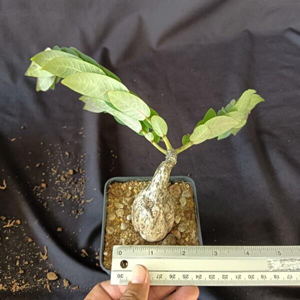 Phyllanthus MIRABILIS size M