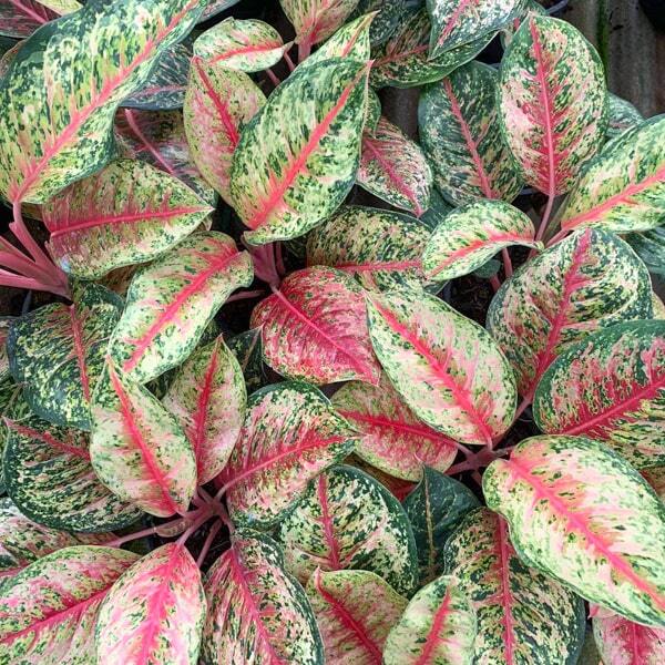 Aglaonema 10 KARAT