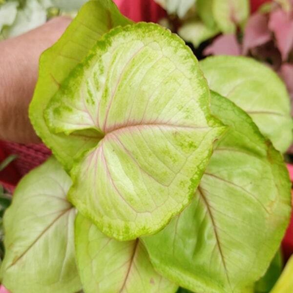 Syngonium 11-OM THONG (GOLDEN)