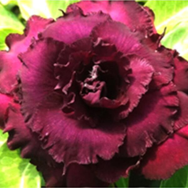 Adenium obesum PURPLE IMMORTALITY