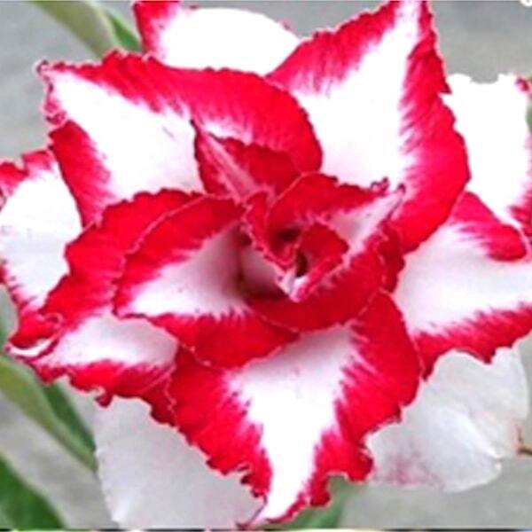 Adenium obesum FERRARI