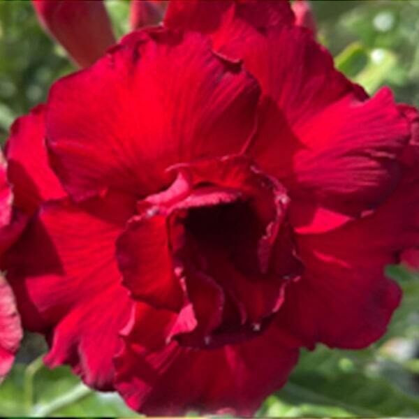 Adenium obesum RED SIAM