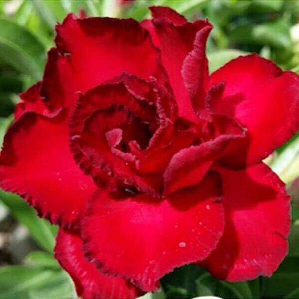 Adenium obesum SOMJAI RED