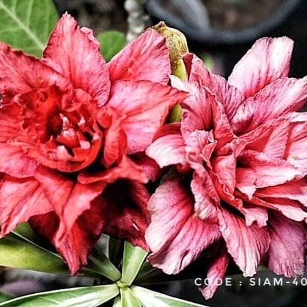 Adenium obesum SIAM-404-2