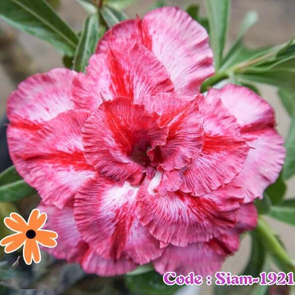 Adenium obesum SIAM-1921-UNICORN