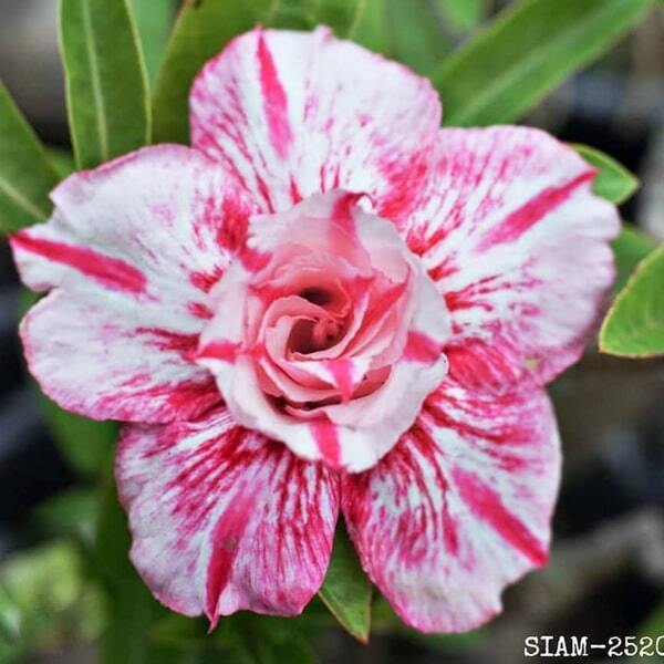 Adenium obesum SIAM-2520