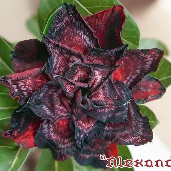 Adenium obesum SIAM-ALEXANDER
