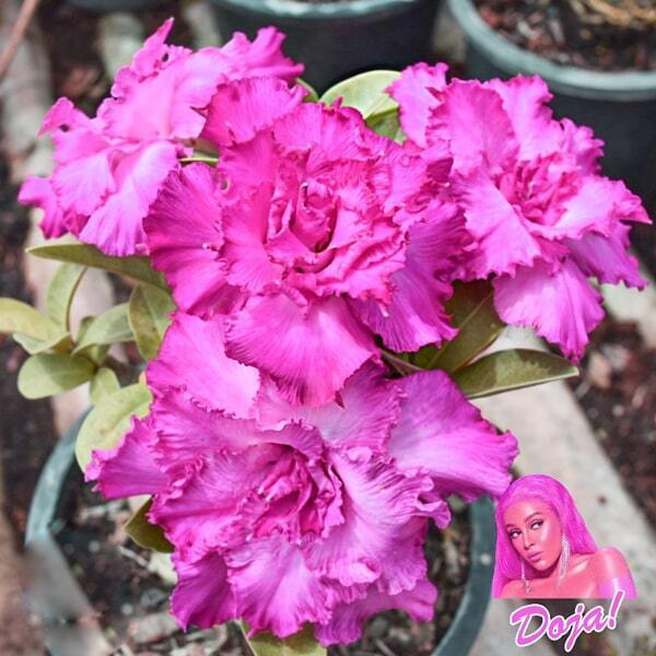Adenium obesum SIAM-DOJA