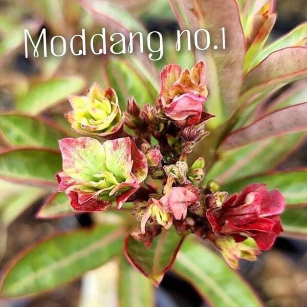 Adenium variegated Mod Dang 1