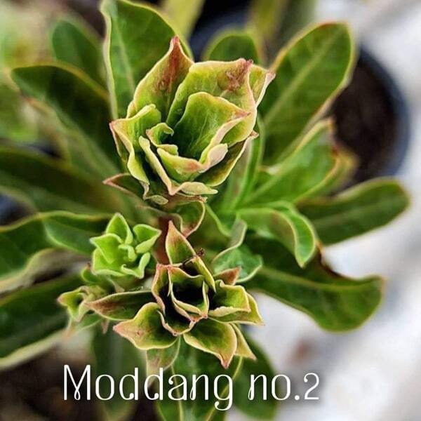 Adenium variegated Mod Dang 2