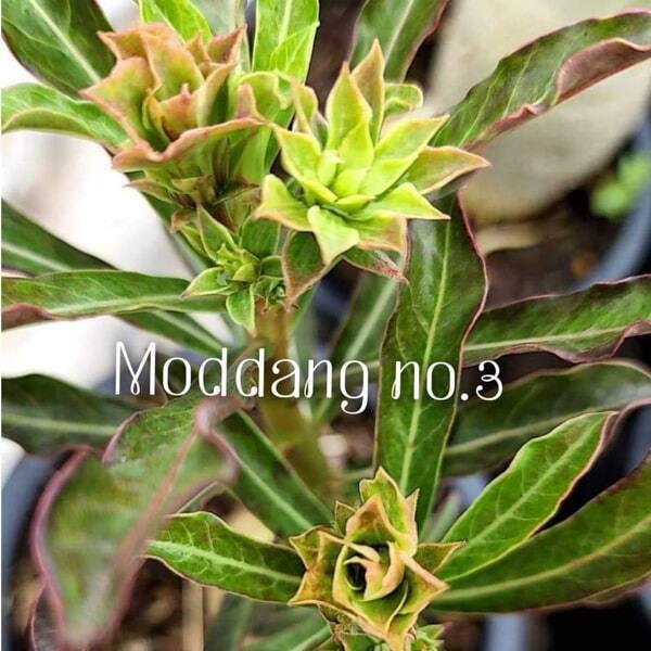 Adenium variegated Mod Dang 3
