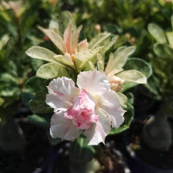 Adenium variegated LM13