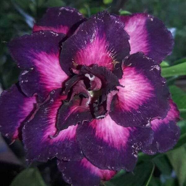 Adenium obesum 7843