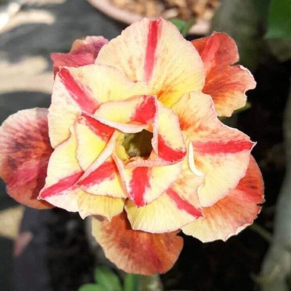 Adenium obesum 8051