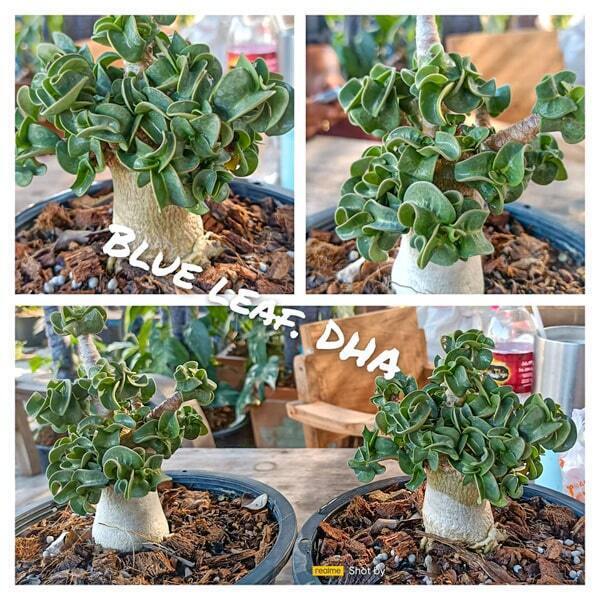 Adenium DHA BLUE LEAF