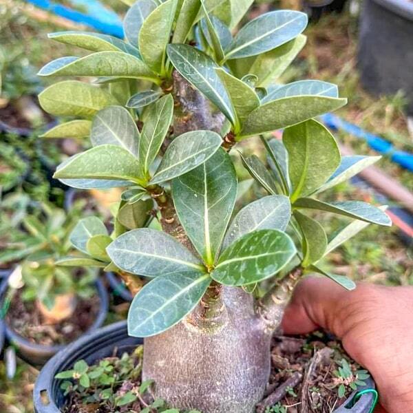 Adenium arabicum BLACK SKIN
