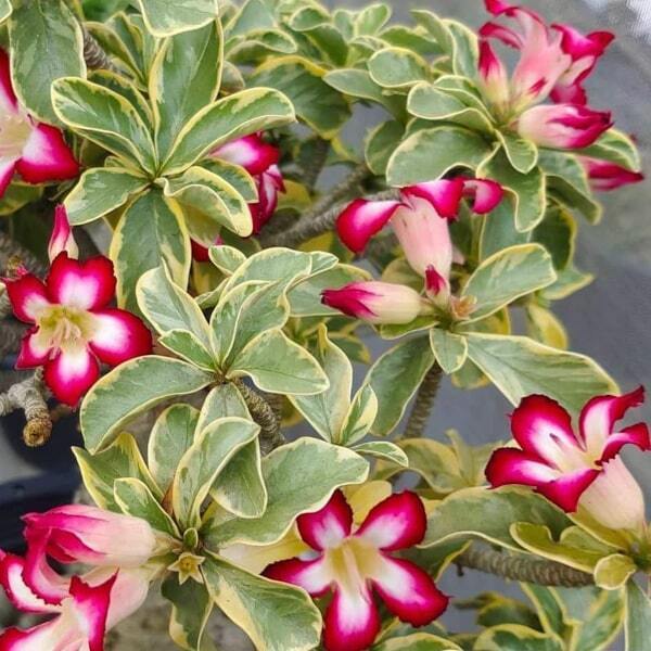 Adenium mini 03 CHARDVER