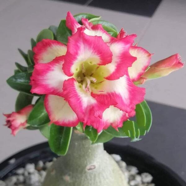 Adenium mini 06 CONFUSE
