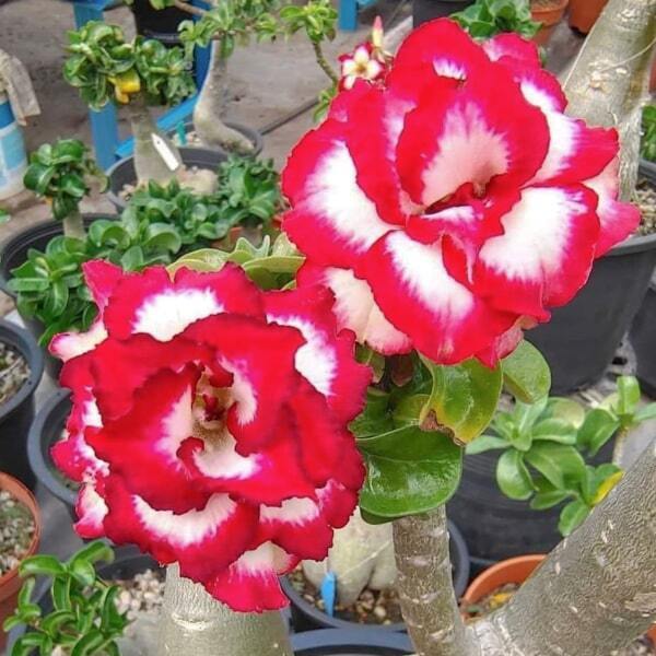 Adenium mini 07 VENUS