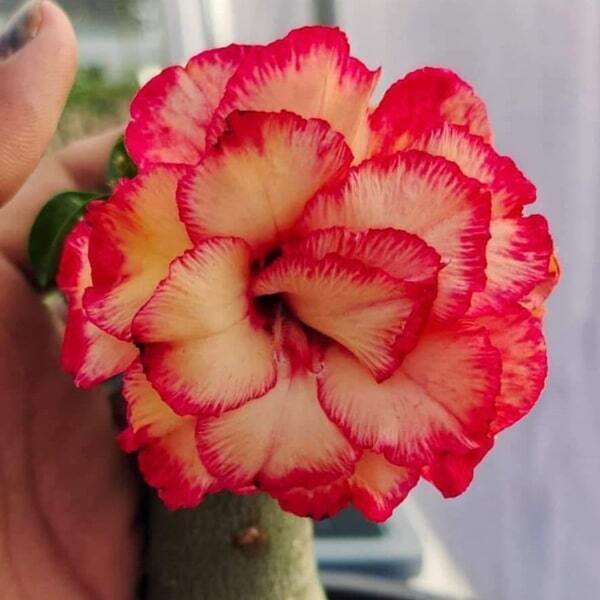 Adenium mini 08 GOLDEN EAGLE