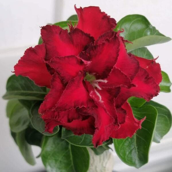 Adenium mini 09 M2 RED STAR