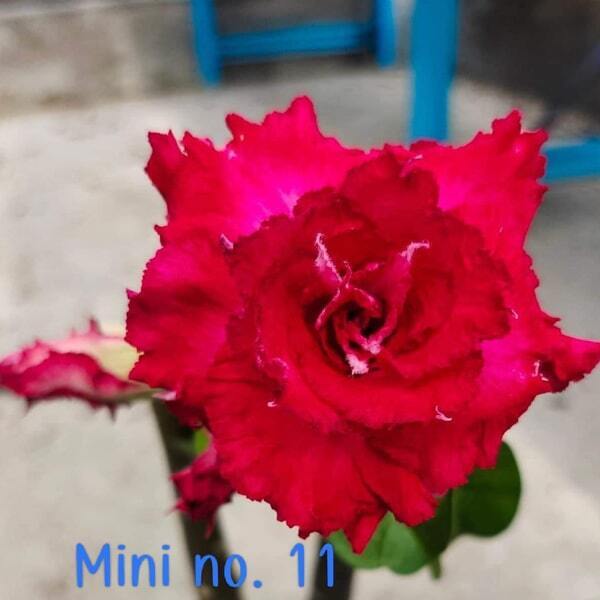 Adenium mini 11 M5