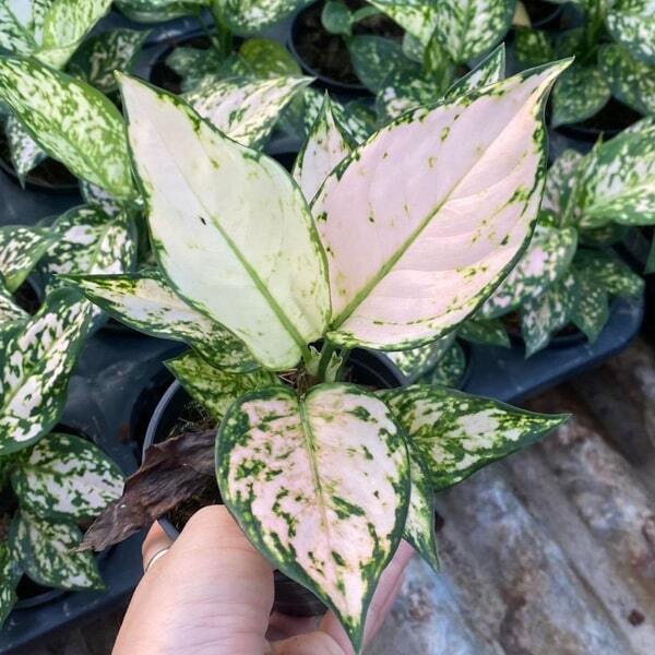 Aglaonema PEACH ANYAMANEE