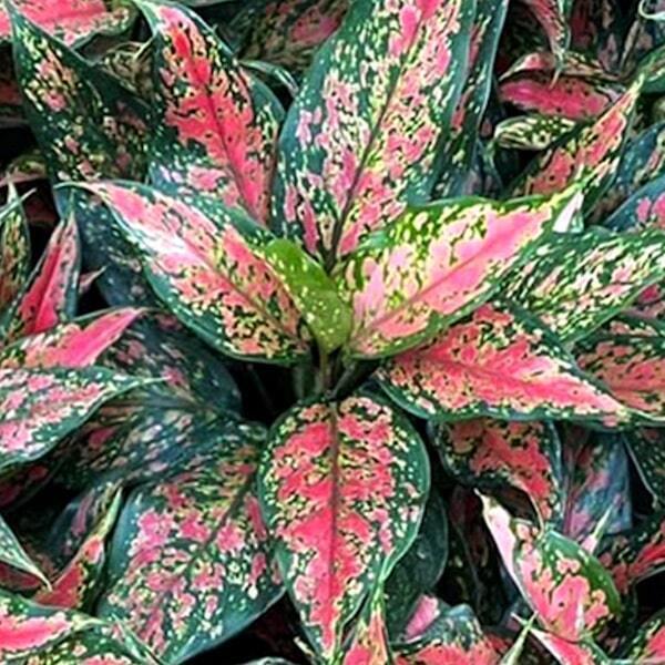 Aglaonema NARROW ANYAMANEE