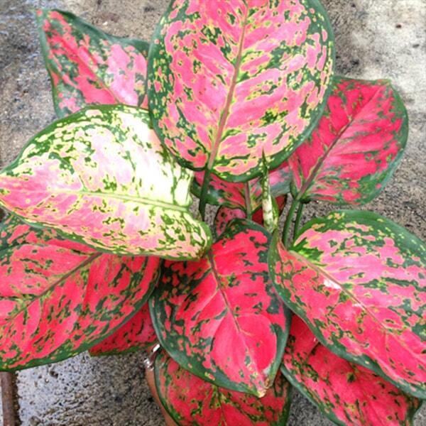 Aglaonema ANYAMANEE RED