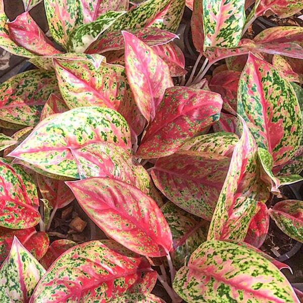 Aglaonema DOUNG MONGKOL