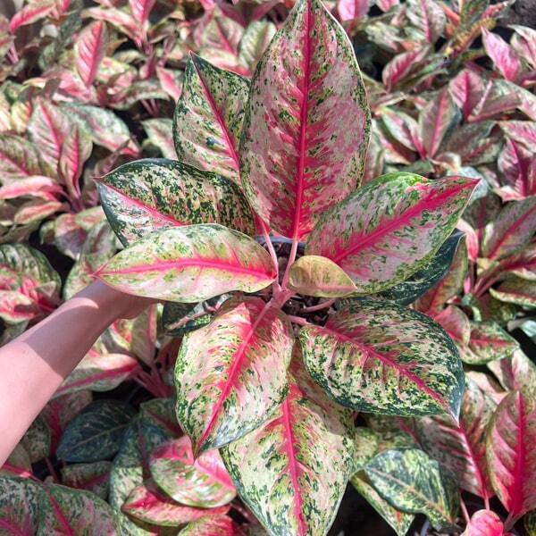 Aglaonema 10 KARAT