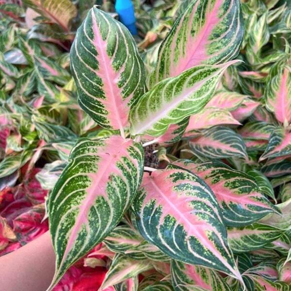 Aglaonema PINK PANAMA