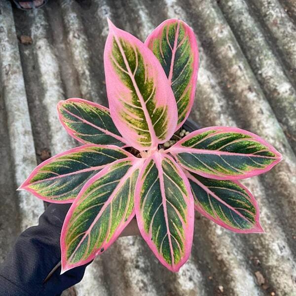 Aglaonema LOTUS DELIGHT