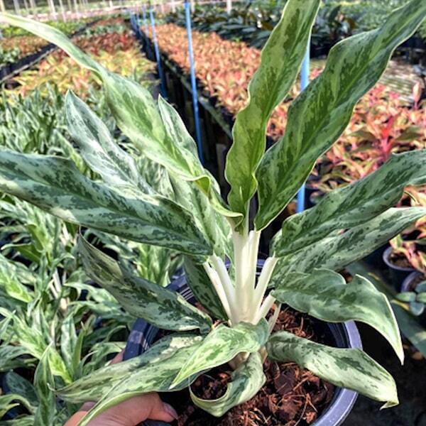 Aglaonema MONEY MONEY
