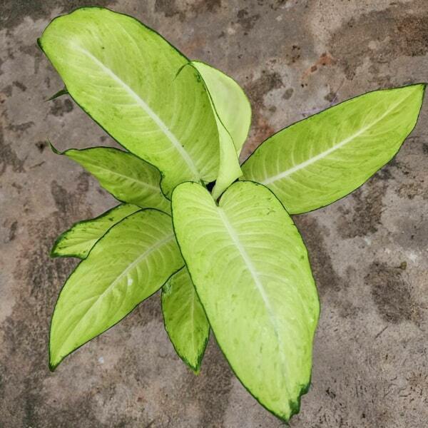 Dieffenbachia WHITE PRINCESS