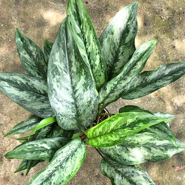 Aglaonema WAN GREEN