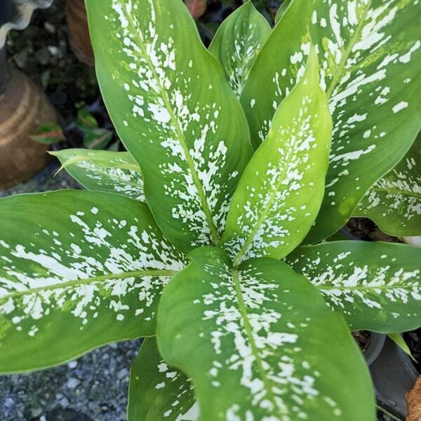 Dieffenbachia WAN SNOW