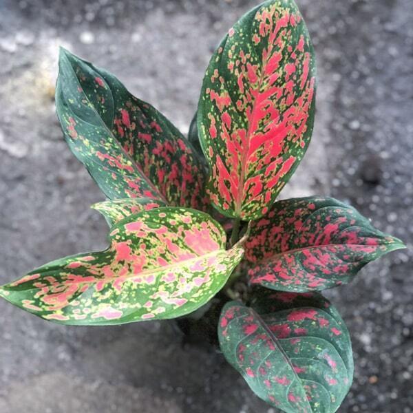 Aglaonema VENUS