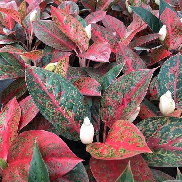 Aglaonema STARDUST / RED SABMONGKOL