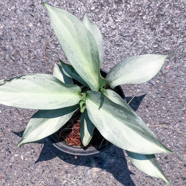 Aglaonema STAR PLATINUM