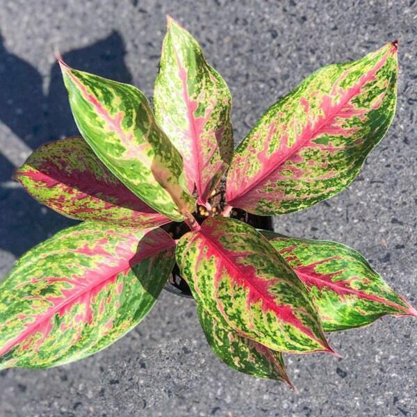 Aglaonema SIAM VIOLET