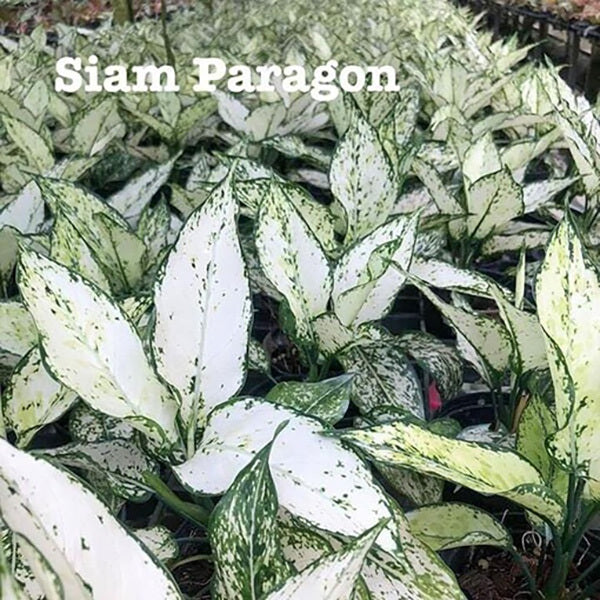 Aglaonema SIAM PARAGON